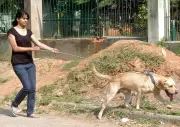 Vet Experts Warn: Take Urgent Precautions to Protect Dogs from Summer Heat
