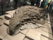 Volunteer Discovers Mummified Hadrosaur Skin in Alberta Badlands