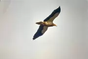 Vulture Census Shows Steep Decline in Indore Forest Division