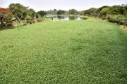 Water Hyacinth Reappears in Godavari River, Raising Pollution Concerns in Nashik