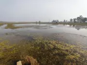 Waterlogged Woes: Neglect of Drainage Infrastructure Ruining Nuh Farms