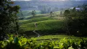 West Asia Conflict Hits Sri Lanka's Tea Industry, Strains Economy