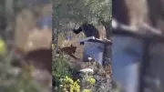 West Bank Dog Killing by Israeli Settlers Shocks Palestinian Village