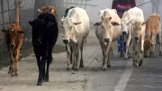 West Bengal BJP Government Tightens Cattle Slaughter Rules Under 1950 Act