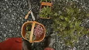 What Gardening Teaches About Patience, Seasons, and Slowing Down