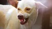 What to Do When a Stray Dog Chases You: Expert Tips for Staying Safe