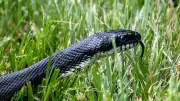 Where Snakes Hide Around Your Home: 7 Surprising Spots You Should Never Ignore