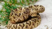 Where Snakes Hide in Australian Homes: Common Hiding Spots