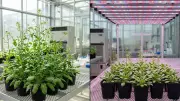 White Light Boosts Plant Strength but Slows Growth: Study