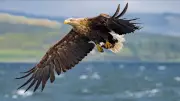 White-tailed eagles to be released on Exmoor after UK government approval