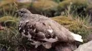 White-Tailed Ptarmigan: Master of Alpine Camouflage and Survival