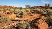 Why Australia Has So Many Lizards: Climate and Geography