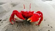 Why Crabs Walk Sideways: A 200-Million-Year-Old Survival Strategy