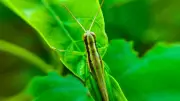 Why Crickets Are Beneficial for Your Garden and Should Not Be Killed