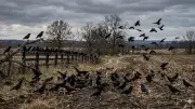 Why Crows Are Considered the World's Smartest Birds: Science and Folklore