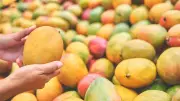 Why Japan Banned Indian Mangoes: Affected Varieties and Reasons