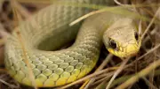 Why Snakes Use Burrows Built by Other Animals Instead of Digging Their Own