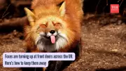 Why Urban Foxes Visit UK Homes and How to Keep Them Away