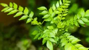 Why Your Curry Leaf Plant Stopped Growing: Common Mistakes to Avoid
