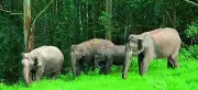 Wild Elephant Herd Blocks Tirupati-Bhakarapet Ghat Road, Traffic Halted for 30 Mins