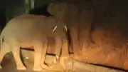 Wild Elephant Herd Causes Panic on Karnataka's Palar-MM Hills Road