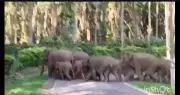 Wild Elephant Herd Charges at Foresters During Drive in Kodagu