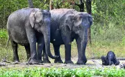 Wild Elephants Destroy Crops in Chittoor District, Farmers Alarmed