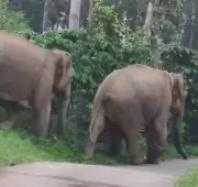Wild Elephants Raid Coffee Plantations in Madikeri, Villagers Panic