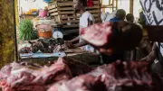 Wild Meat Demand Persists in Congo Despite Ebola Outbreak Risks