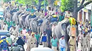 Wildlife Experts Suggest Robotic Elephants for Mysuru Dasara After Dubare Incident