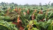 Windstorm Ravages Koppal Taluk, Flattening Crops and Disrupting Power