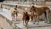 Woman Attacked by Stray Dog Pack in Bengaluru