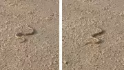 Woman Encounters Sea Snake on Goa Beach, Shares Safety Tips