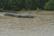 Woman Fights Off Crocodile Attack in Bhitarkanika National Park