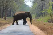 Woman Killed in Wild Elephant Attack in Kerala's Wayanad