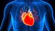 World's First Lab-Made Heart Pacemaker Organoid Created by Scientists