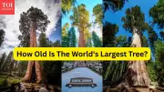 World's Largest Tree: 5 Facts That Inspire Travelers to See It