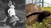 World's Oldest Tortoise Jonathan's Offspring Count Remains a Mystery