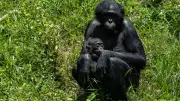 World's Only Bonobo Sanctuary Gives Orphaned Apes a Second Chance at Life