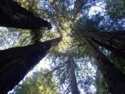 World's Tallest Tree Hyperion's Location Kept Secret to Protect It