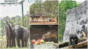 Zoo Animals Get Special Summer Care: Sprinklers, Fans, Frozen Treats