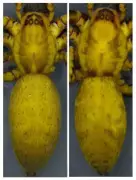 ZSI discovers two new spider species in Nagaland, revises whip scorpion taxonomy