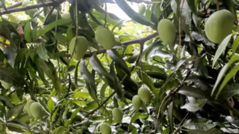 Bengaluru's Backyard Mango Economy Thrives as Residents Share Fruit