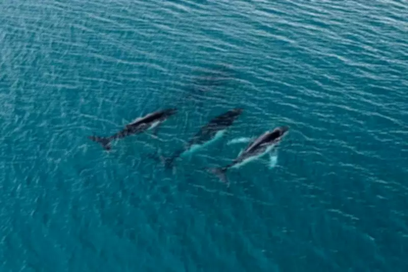 Cold War Submarine Listening Network Accidentally Recorded Whale Songs