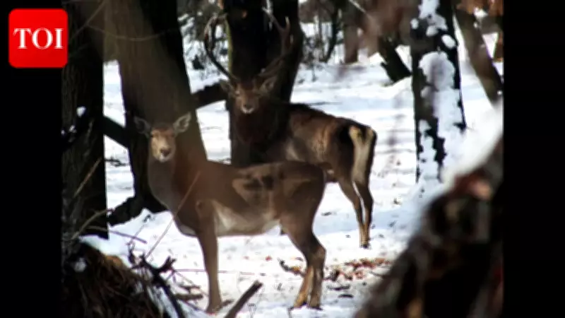 Kashmir Stag Returns to Spotlight Amid Political Meeting in Dachigam National Park