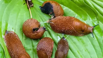 10 Simple Ways to Protect Your Garden from Slugs Effectively