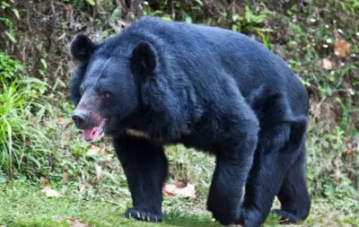 3 Women Injured in Bear Attack in Poonch, One Critical