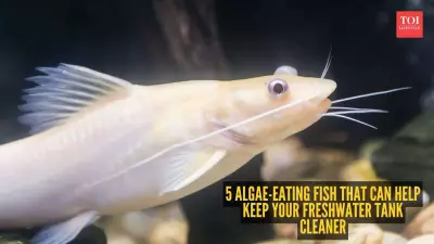 5 Algae-Eating Fish to Keep Your Freshwater Tank Clean Naturally