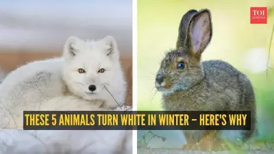 5 Animals That Turn White in Winter: The Surprising Reason Behind the Change
