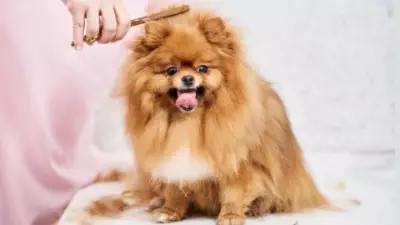 5 Essential Summer Grooming Tips to Keep Your Pet Healthy and Happy